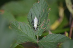 Oecanthus nigricornis