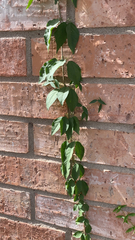 Dolichandra unguis-cati