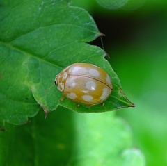 Calvia decemguttata