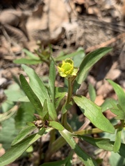 Ranunculus abortivus