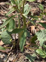 Ranunculus abortivus