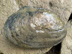 Potamilus alatus