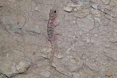 Phyllodactylus nocticolus