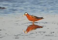 Phalaropus fulicarius