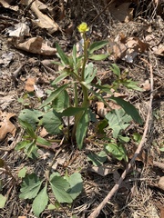 Ranunculus abortivus