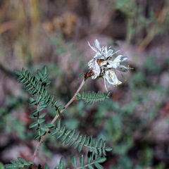 Dalea albiflora
