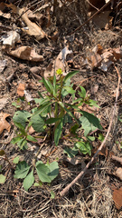 Ranunculus abortivus