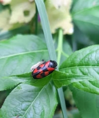 Cercopis vulnerata