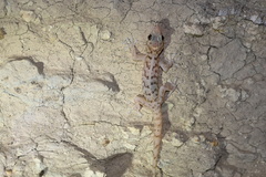 Phyllodactylus nocticolus