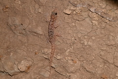 Phyllodactylus nocticolus