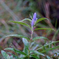 Gentiana affinis