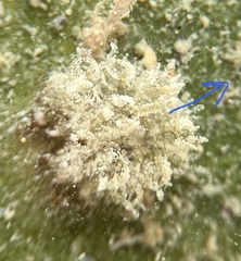 Distaplia
