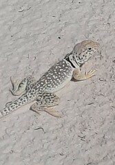Crotaphytus collaris