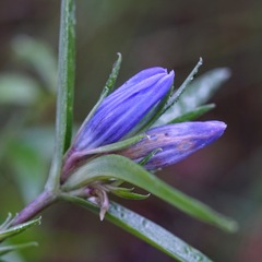 Gentiana affinis