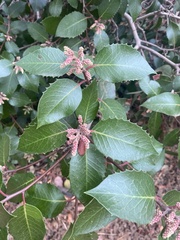 Rhus integrifolia × ovata