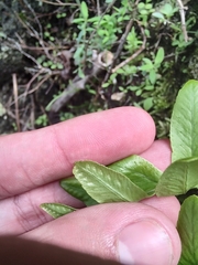 Polypodium macaronesicum image