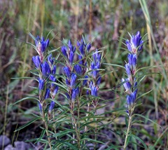 Gentiana affinis