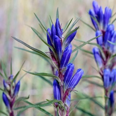 Gentiana affinis