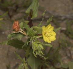 Oenothera coquimbensis