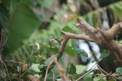 Campylorhynchus griseus