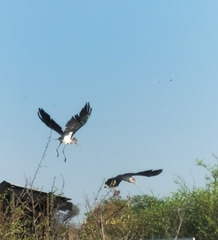 Leptoptilos crumenifer