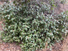 Rhus integrifolia × ovata