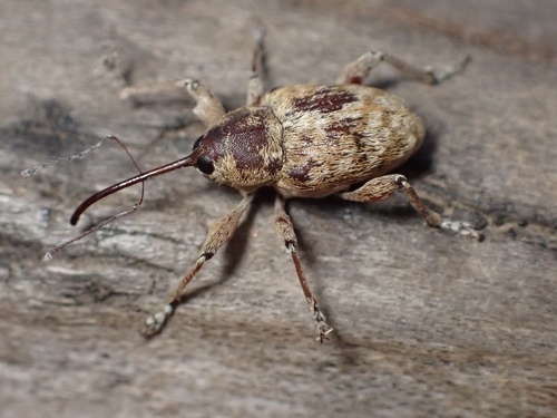California Acorn Weevil photo 4