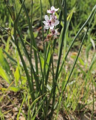 Wurmbea stricta