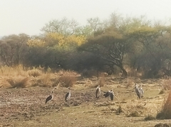 Leptoptilos crumenifer