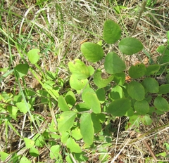 Symphoricarpos orbiculatus