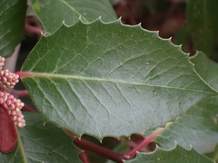 Rhus integrifolia × ovata