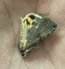 Bulia