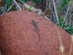 Urosaurus nigricauda