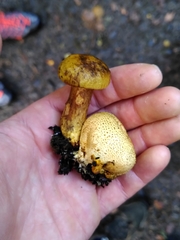 Pseudoboletus parasiticus