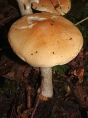 Hebeloma sinapizans