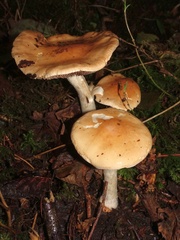 Hebeloma sinapizans