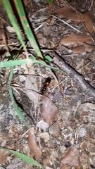 Camponotus nylanderi