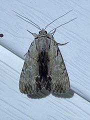 Catocala gracilis