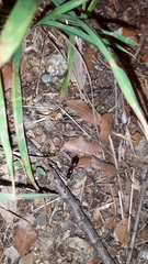 Camponotus nylanderi