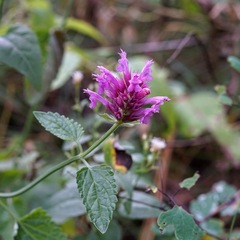 Agastache pallidiflora