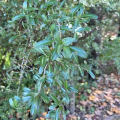 Ilex vomitoria