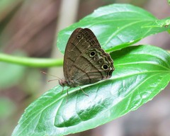 Cissia themis