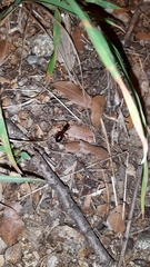 Camponotus nylanderi