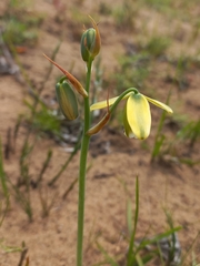 Albuca cooperi