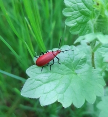 Pyrochroa serraticornis