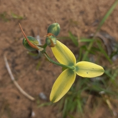 Albuca cooperi