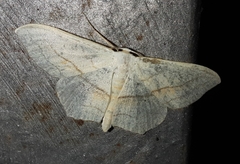 Scopula imitaria