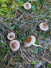 Hebeloma