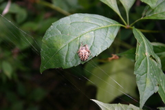 Araneus diadematus
