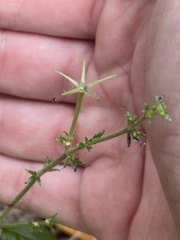 Petiveria alliacea